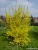 Forsythia Picture No 2