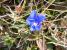 Blue Gentian