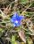 Blue Gentian Picture No 2
