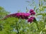 Lilac Lilacs Picture No 3