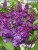 Lilac Lilacs Picture No 4