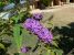 Lilac Lilacs