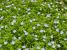 Thumbnail No 3 of Forget-Me-Not