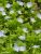 Thumbnail No 2 of Forget-Me-Not