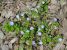 Thumbnail No 1 of Forget-Me-Not