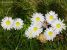Thumbnail No 1 of Daisy