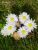 Thumbnail No 2 of Daisy