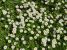 Thumbnail No 3 of Daisy