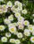 Thumbnail No 4 of Daisy
