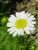 Thumbnail No 5 of Daisy
