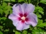 The Wildflower Picture No 2