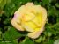 Thumbnail No 2 of Yellow Dream