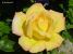 Thumbnail No 3 of Yellow Dream
