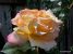 Thumbnail No 5 of Yellow Dream