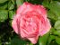 Miniature No 9 de Nuance Rose