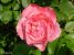 Miniature No 10 de Nuance Rose