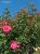 Miniature No 11 de Nuance Rose