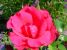 Miniature No 12 de Nuance Rose