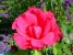 Miniature No 13 de Nuance Rose