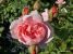 Miniature No 5 de Nuance Rose