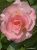 Miniature No 6 de Nuance Rose