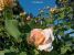 Miniature No 7 de Nuance Rose