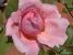 Miniature No 8 de Nuance Rose