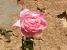 Miniature No 2 de Nuance Rose