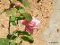 Miniature No 3 de Nuance Rose