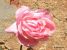 Miniature No 4 de Nuance Rose
