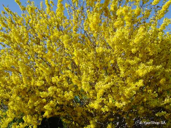 Picture No 1 of Forsythia Picture No 1 of Forsythia