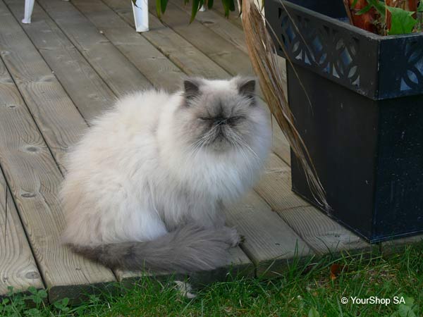 Picture No 2 of Ernest Picture No 2 of Ernest