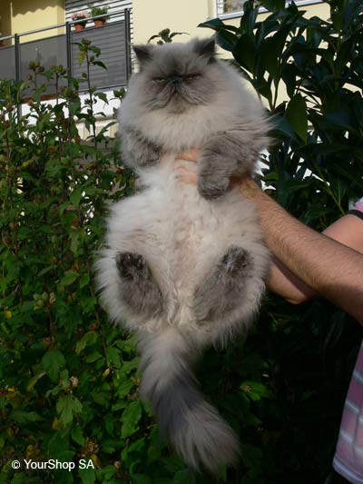 Picture No 6 of Ernest Picture No 6 of Ernest
