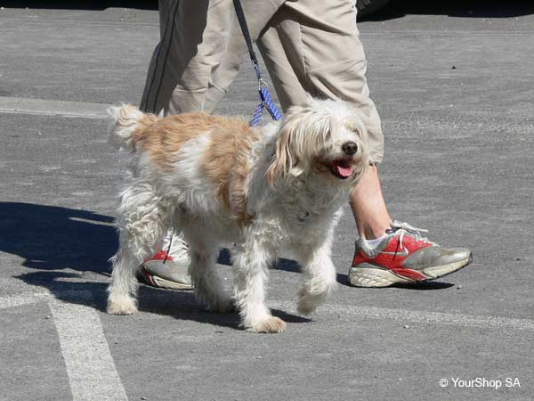 Picture No 1 of Charlie Picture No 1 of Charlie