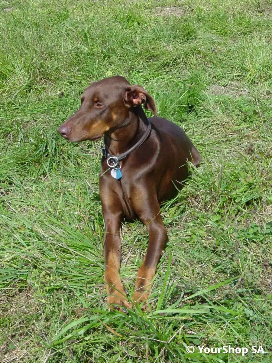 Doberman Cesar Doberman Cesar