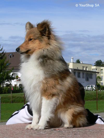 Picture No 1 of Lassie Picture No 1 of Lassie