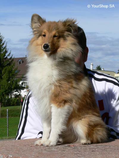 Picture No 3 of Lassie Picture No 3 of Lassie