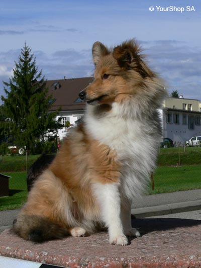 Image No 4 de Lassie Image No 4 de Lassie