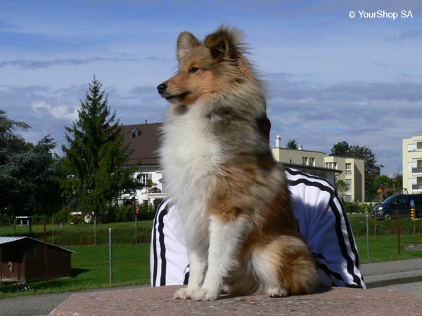 Image No 5 de Lassie Image No 5 de Lassie