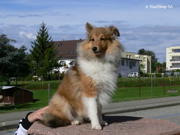 Image No 6 de Lassie Image No 6 de Lassie
