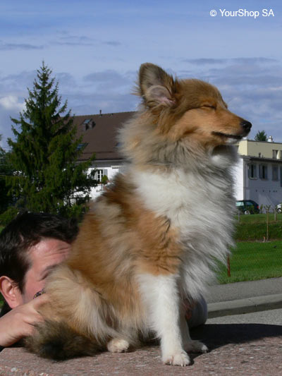 Image No 7 de Lassie Image No 7 de Lassie