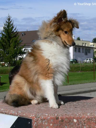 Picture No 8 of Lassie Picture No 8 of Lassie