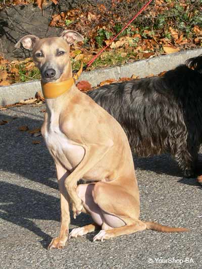Mister Whippet Mister Whippet