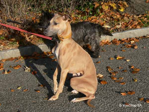 Picture No 10 of Mister Whippet Picture No 10 of Mister Whippet