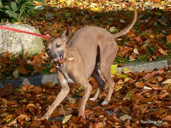 Picture No 5 of Mister Whippet Picture No 5 of Mister Whippet