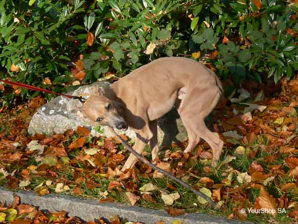 Picture No 9 of Mister Whippet Picture No 9 of Mister Whippet