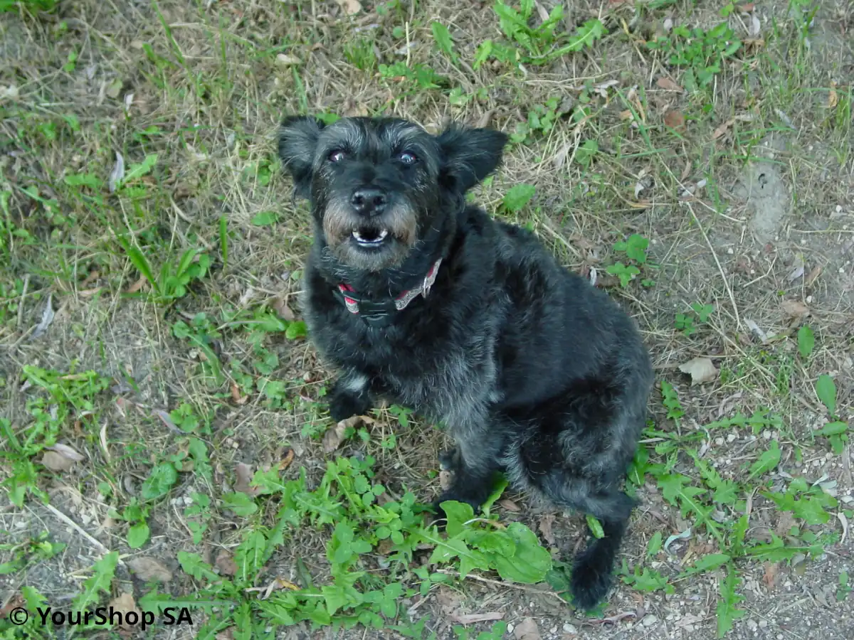 Blacky Blacky