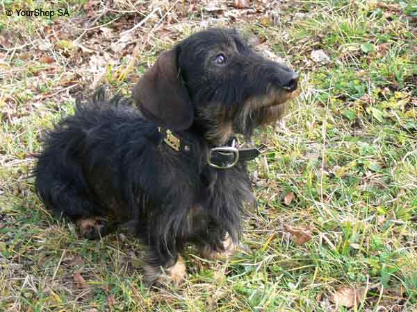 Picture No 1 of Ycarus Picture No 1 of Ycarus