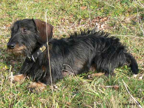Picture No 11 of Ycarus Picture No 11 of Ycarus