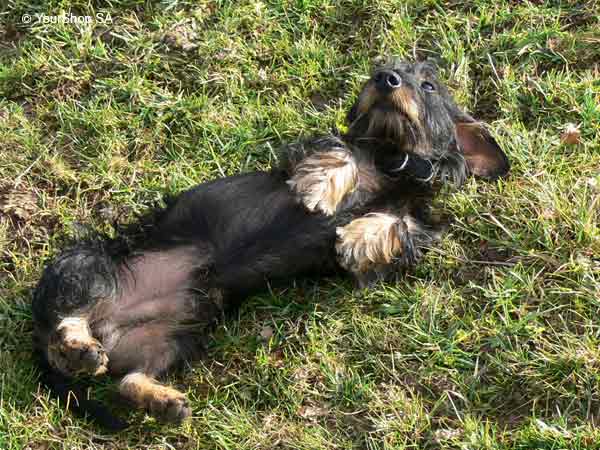 Picture No 2 of Ycarus Picture No 2 of Ycarus
